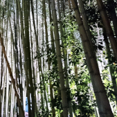 Bambus | photo credit: Lutz Berger
